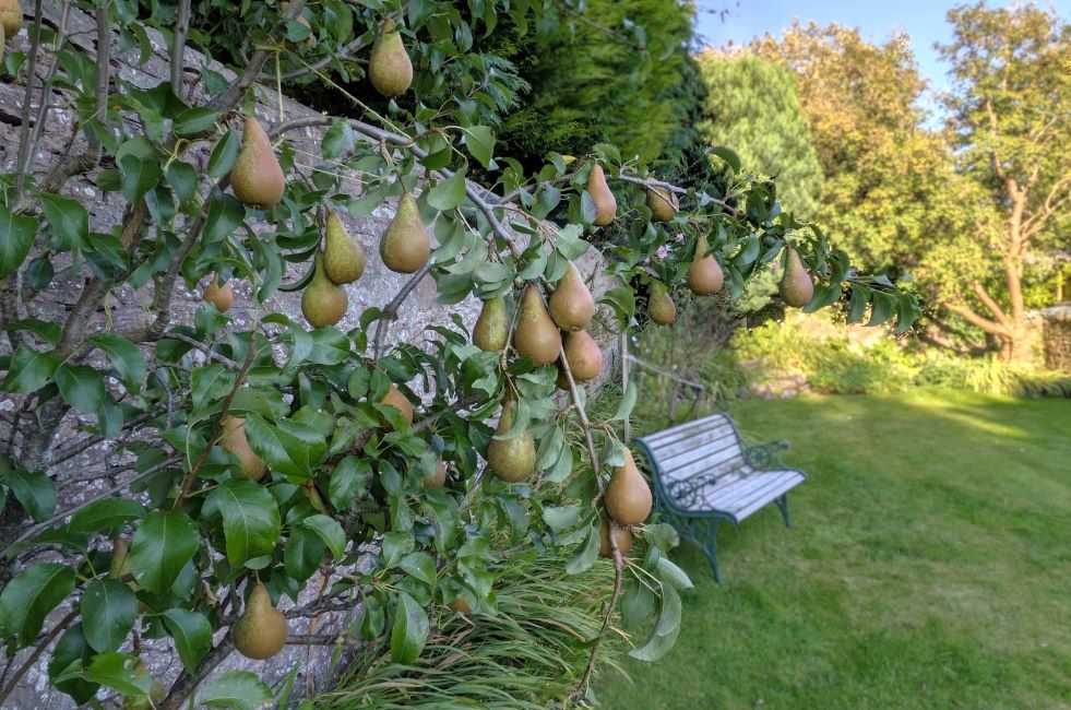 Concorde_pear_tree_Scotland_September_2024