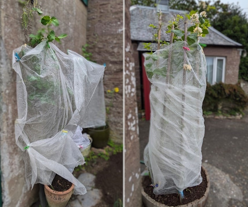 September_runner_beans_fleeced_for_protection