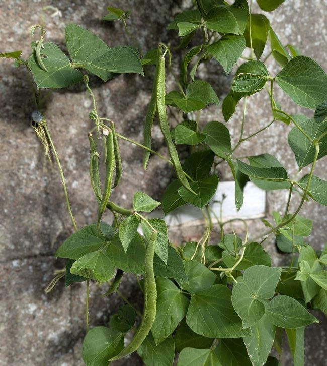 End of September_Runner_beans