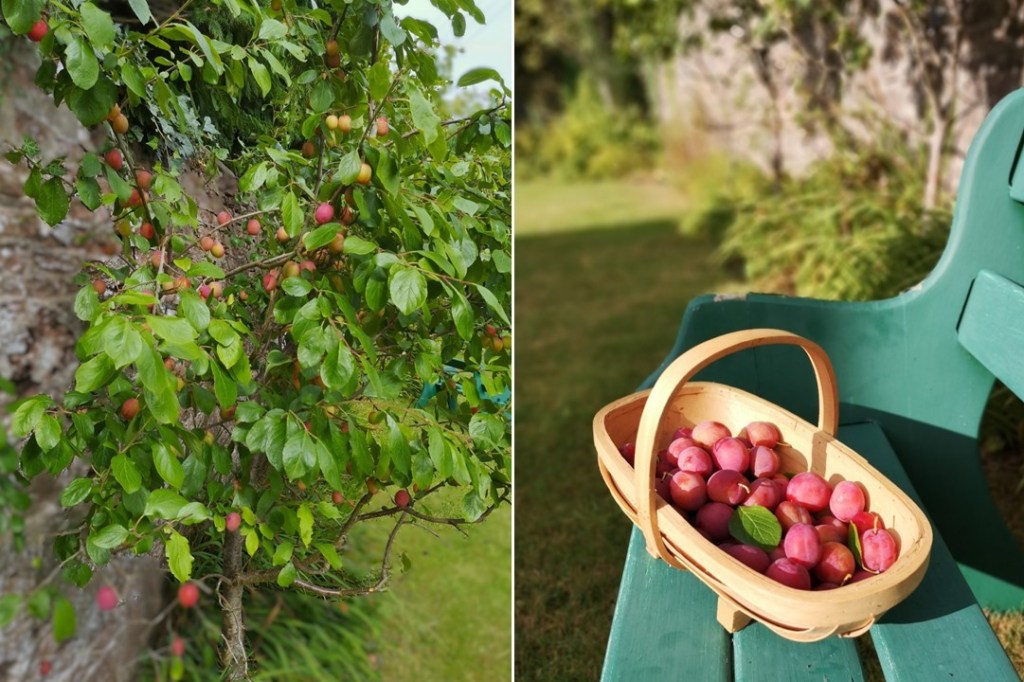 Scottish_Victoria_plum_harvest_September_2024
