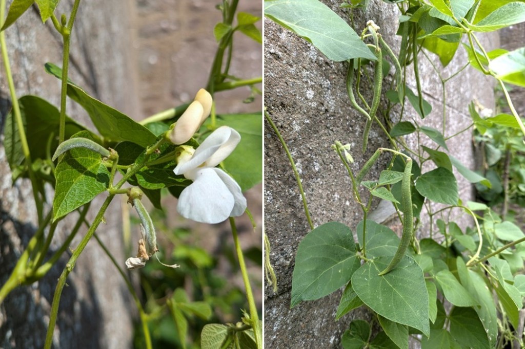 Early and mid-September_runner_beans_developing