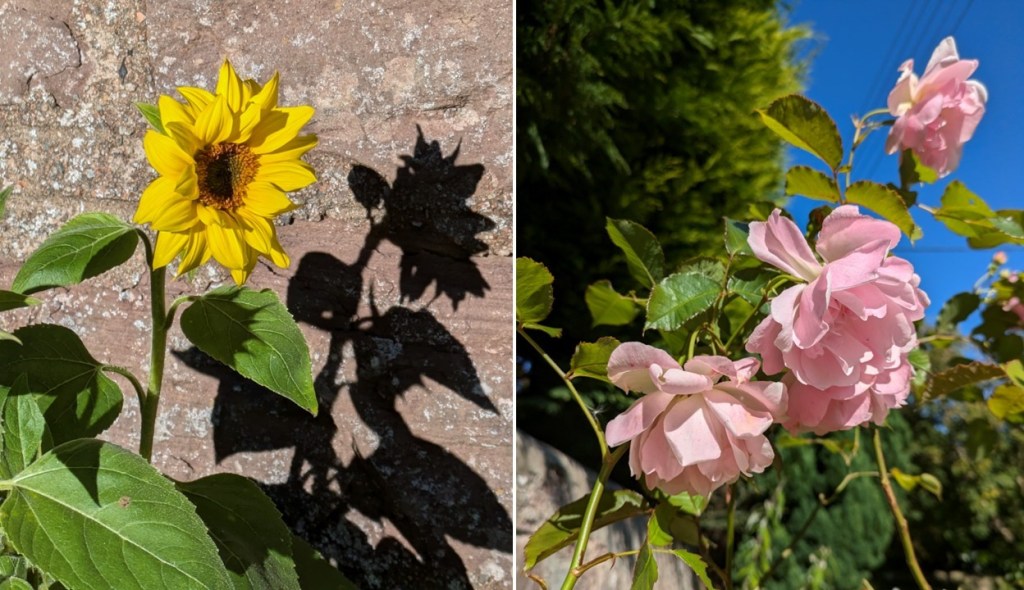Sunflower_and_pink_roses