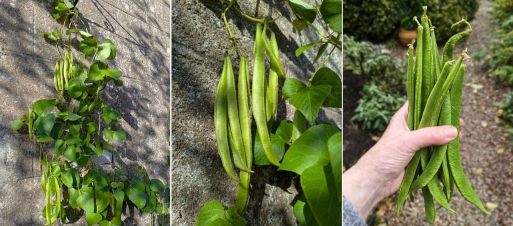 Late_harvested_runner_beans