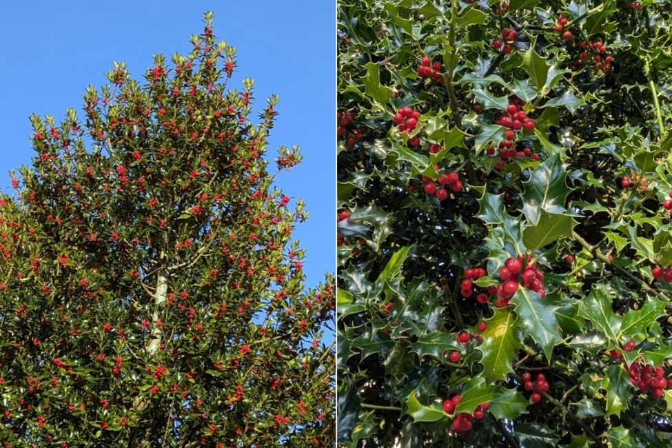 Scottish_garden_holly_and_red_berries