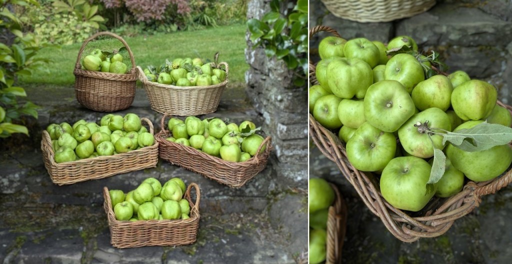 Scottish_garden_cooking_apple_harvest