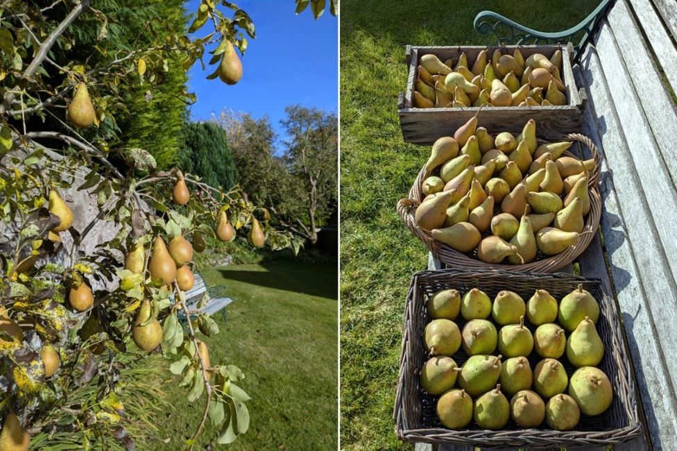 Scottish_garden_pear_harvest