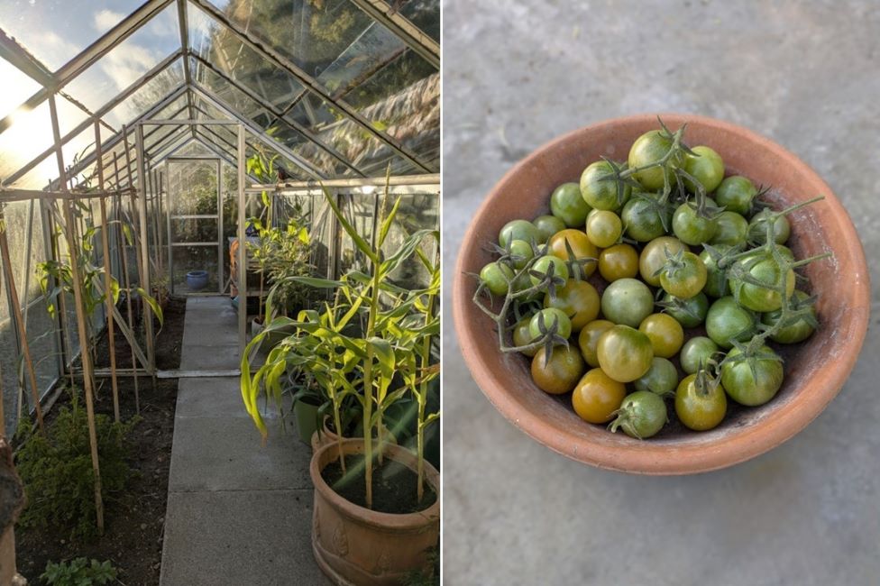 Last_of_the_greenhouse_tomatoes_November_2024