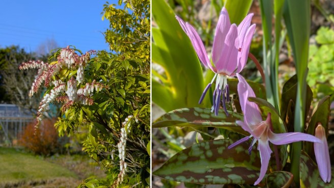March_2025_White_Pieris_flowers_against_a _blue_sky_and_the_first_Erythronium