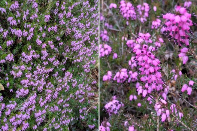 Scottish_spring_pink_heather_March_2025
