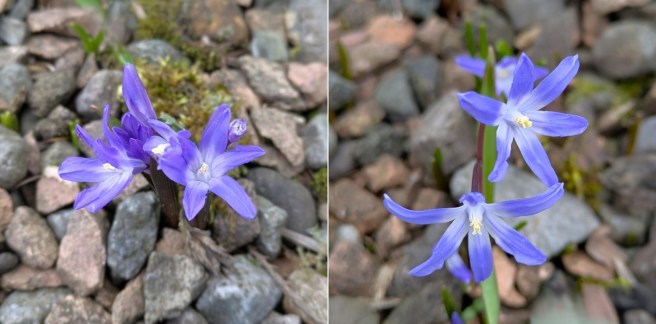 First_Chionodoxa_of_spring_March_2025