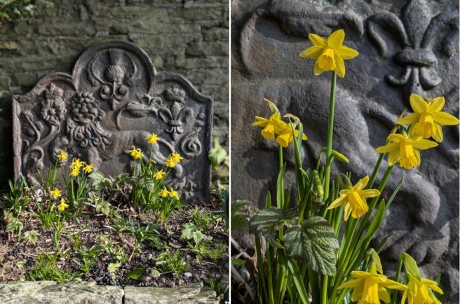 Scottish_garden_Tete_a_Tete_daffodils