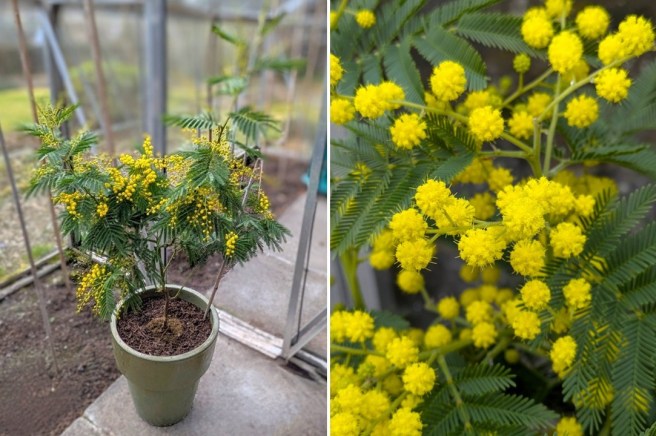 Mimosa_plant_in_flower_Scotland_March_2025