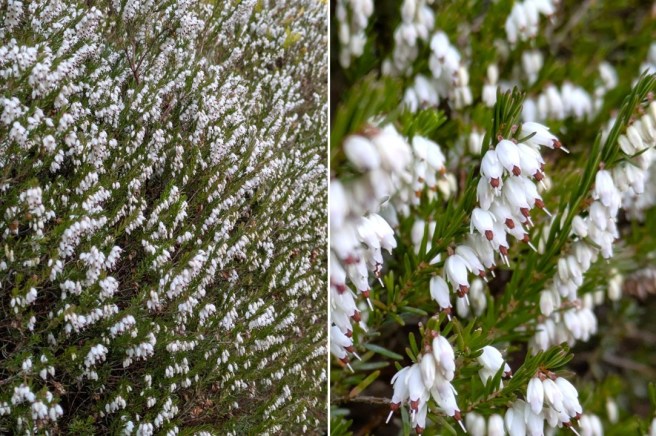 Scottish_garden_white_heather_March_2025