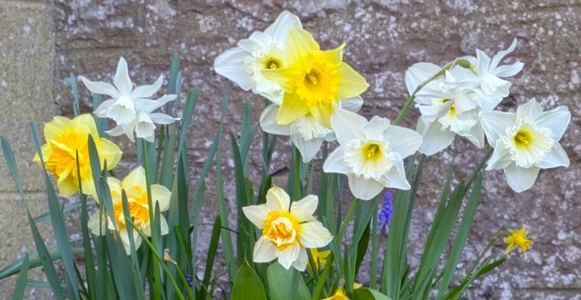 Potted_garden_Daffodils_April_2025