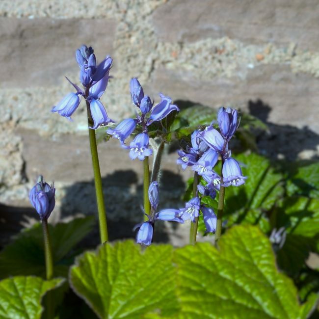 Scottish_garden_bluebells_April_2025