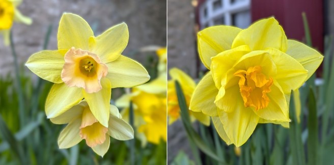 Scottish_garden_Daffodils_April_2025