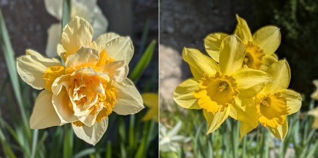 Scottish_garden_daffodils_April_2025