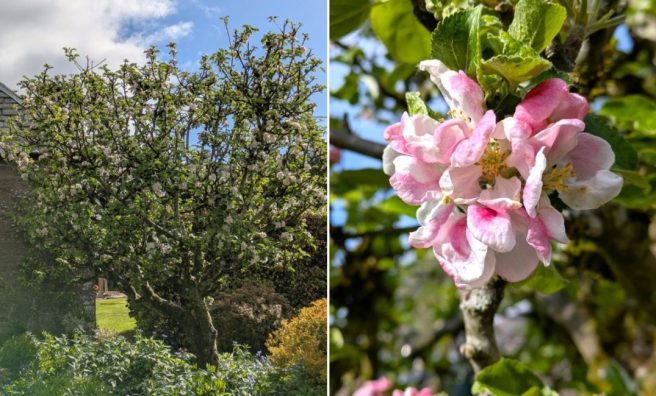 Early_May_Apple_Blossom_2025