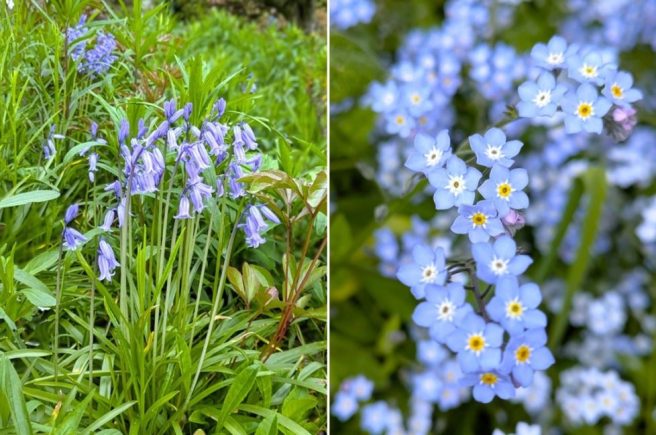 Scottish_garden_bluebells_and_forget-me-nots