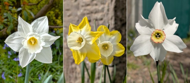 Early_May_white_daffodil_and_Narcissi