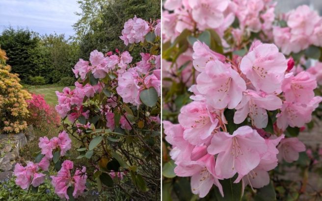 Scottish_garden_May_pale_pink_Rhododendron
