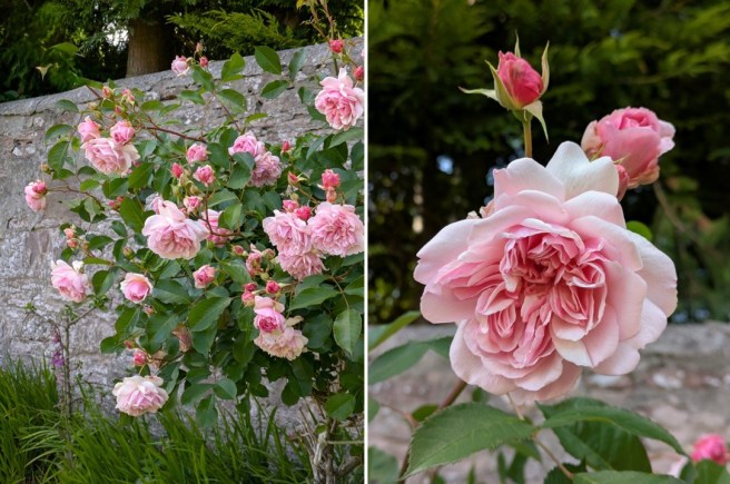 Old_rambling_pink_rose