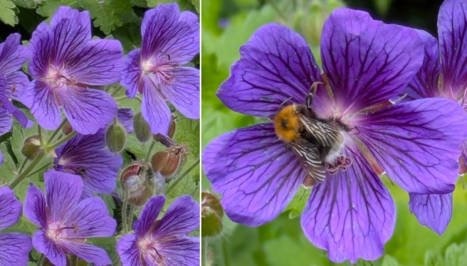 Scottish_Perennial_blue_geraniums
