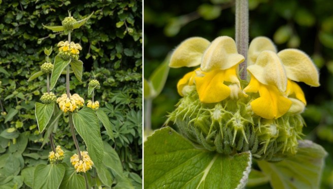 Phlomis_Russeliana