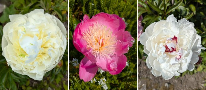 3_perfect_peonies_June_2025