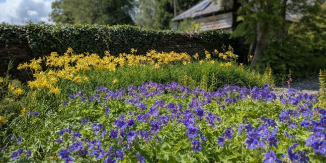 Blue_geraniums_and_yellow_day_lilies