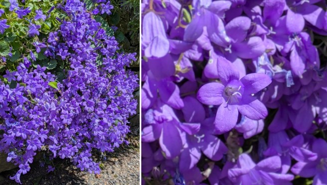 Purplish-blue_wall_campanulas