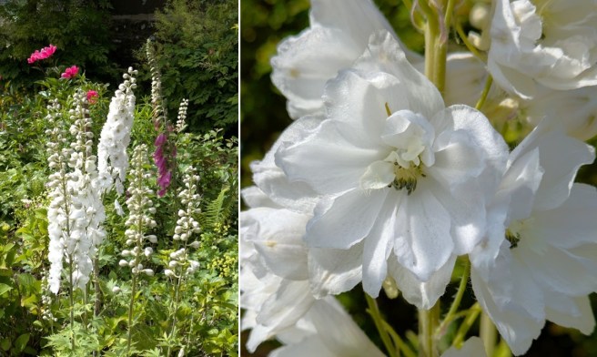 White_Delphiniums_June_2025