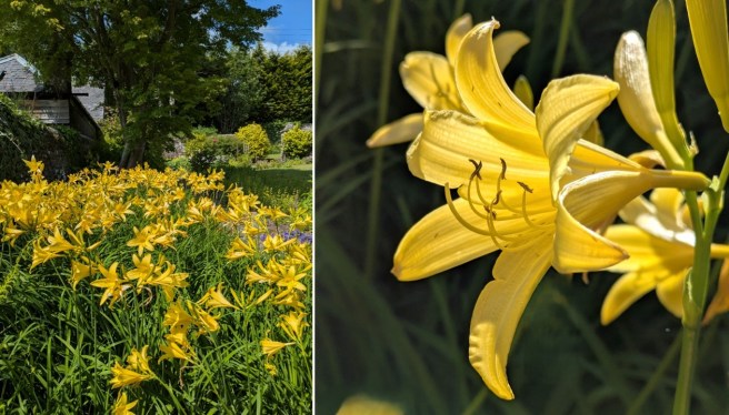 Yellow_day_lilies_June_2025