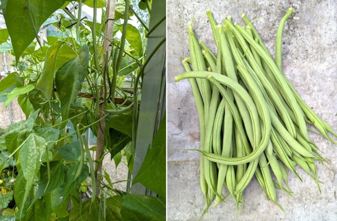 Scottish_greenhouse_green_beans_Cobra_variety