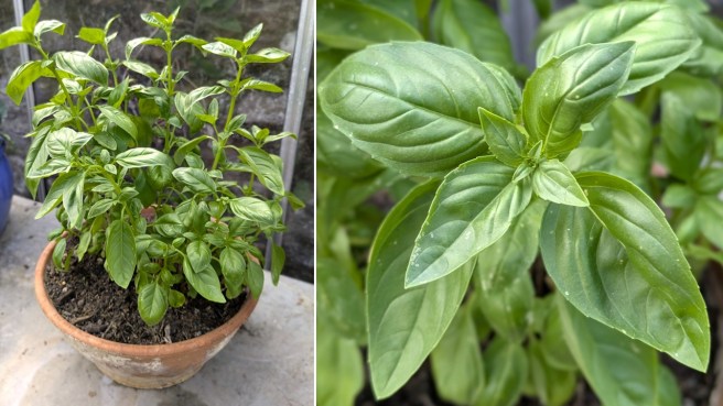 Homegrown_Scottish_greenhouse_basil