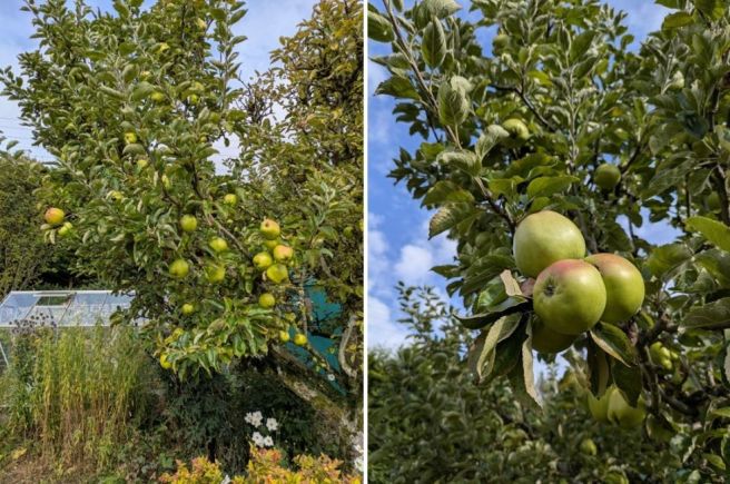 Ripe_and_ready_to_harvest_Scottish_garden_cooking_apples_October_2025
