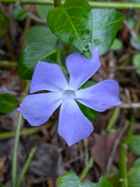 End_January_2026_periwinkle