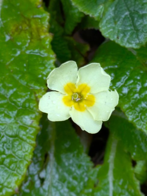 End_January_2026_early_primrose