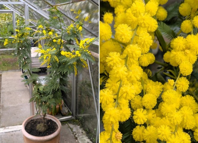 Acacia_Mimosa_Scottish_greenhouse_March_2026