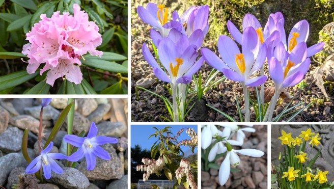 Scottish_garden_March_2026_spring_flowers